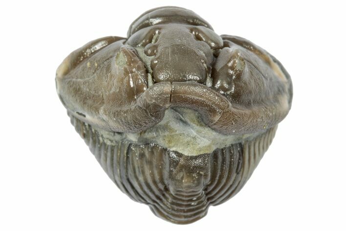 Wide Enrolled Flexicalymene Trilobite - Mt Orab, Ohio #358125